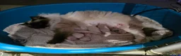Ragdoll cats for sale: GCCF Registered Ragdoll Kittens For Sale  - Advert 4