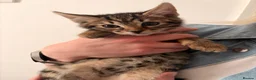 Bengal cats for sale: Bengal kittens  - Advert 10