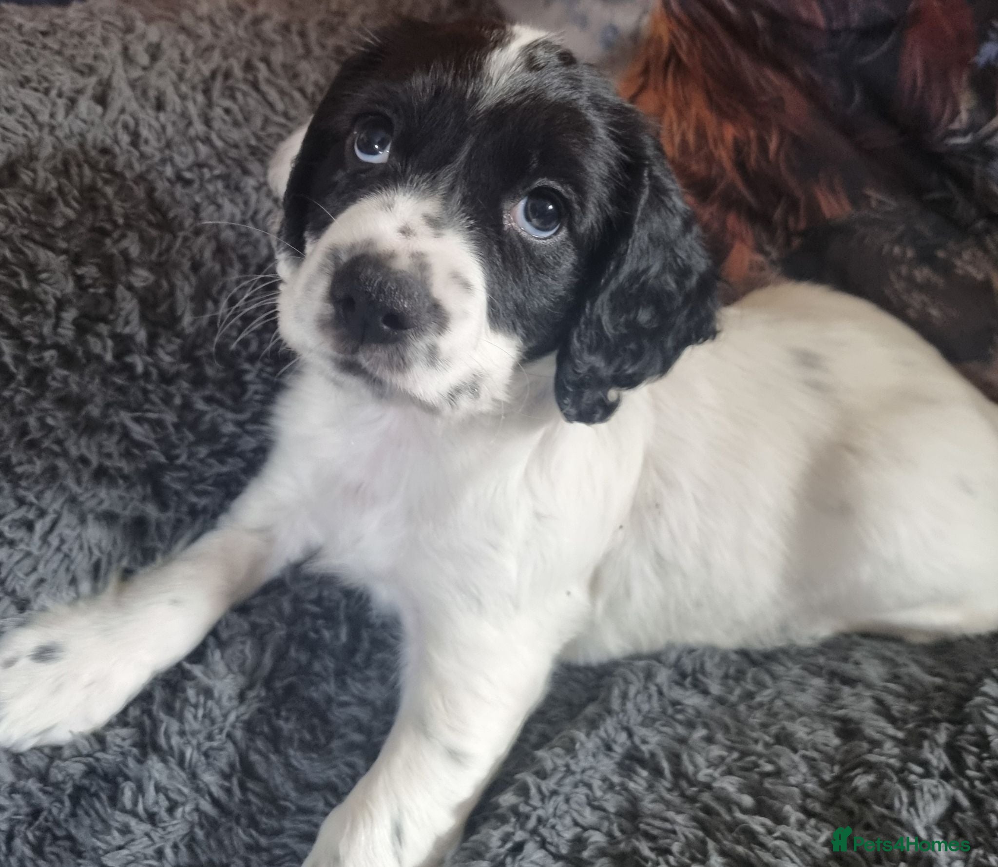 Cocker Spaniel dogs Quality KC/DNA clear Cocker spaniel pup  - Advert 1