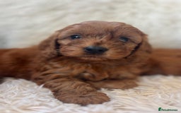 Cavapoo dogs for sale: CAVAPOO READY NEXT WEEK  - Image 5