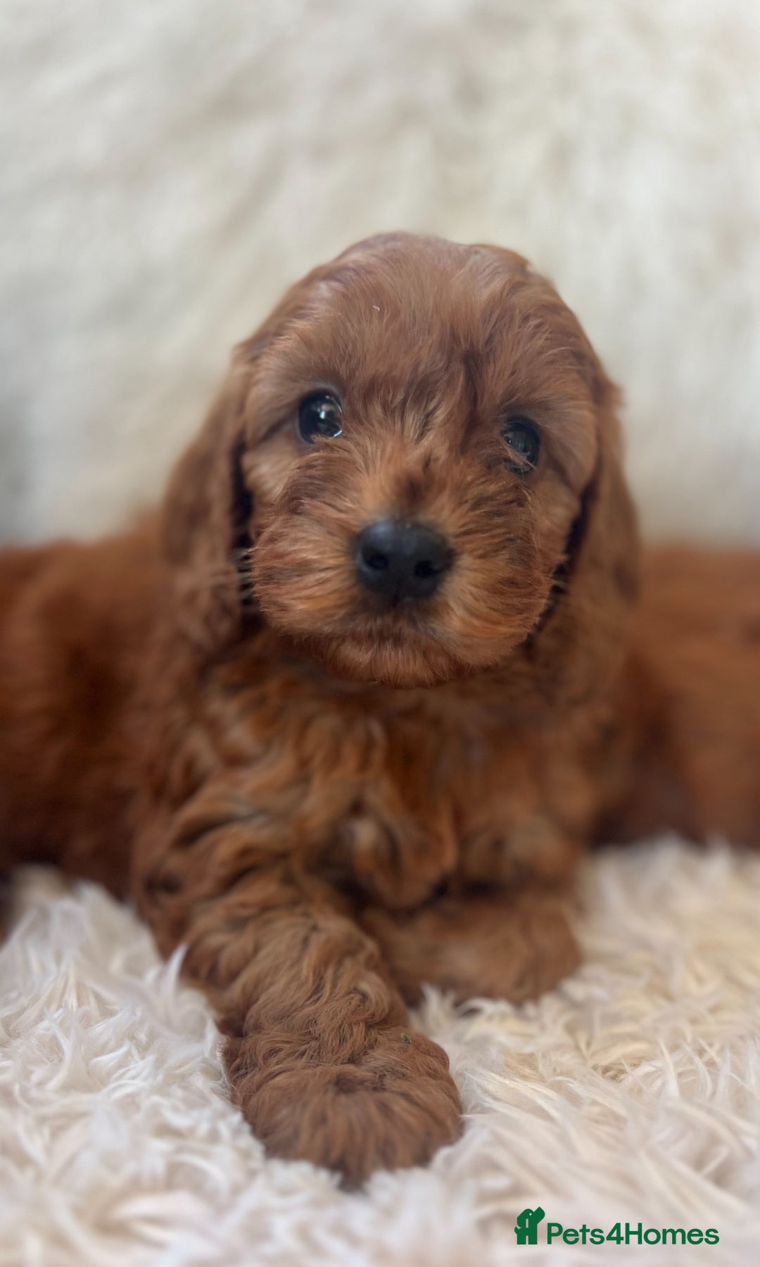 Cavapoo dogs for sale: CAVAPOO READY NEXT WEEK  - Image 5
