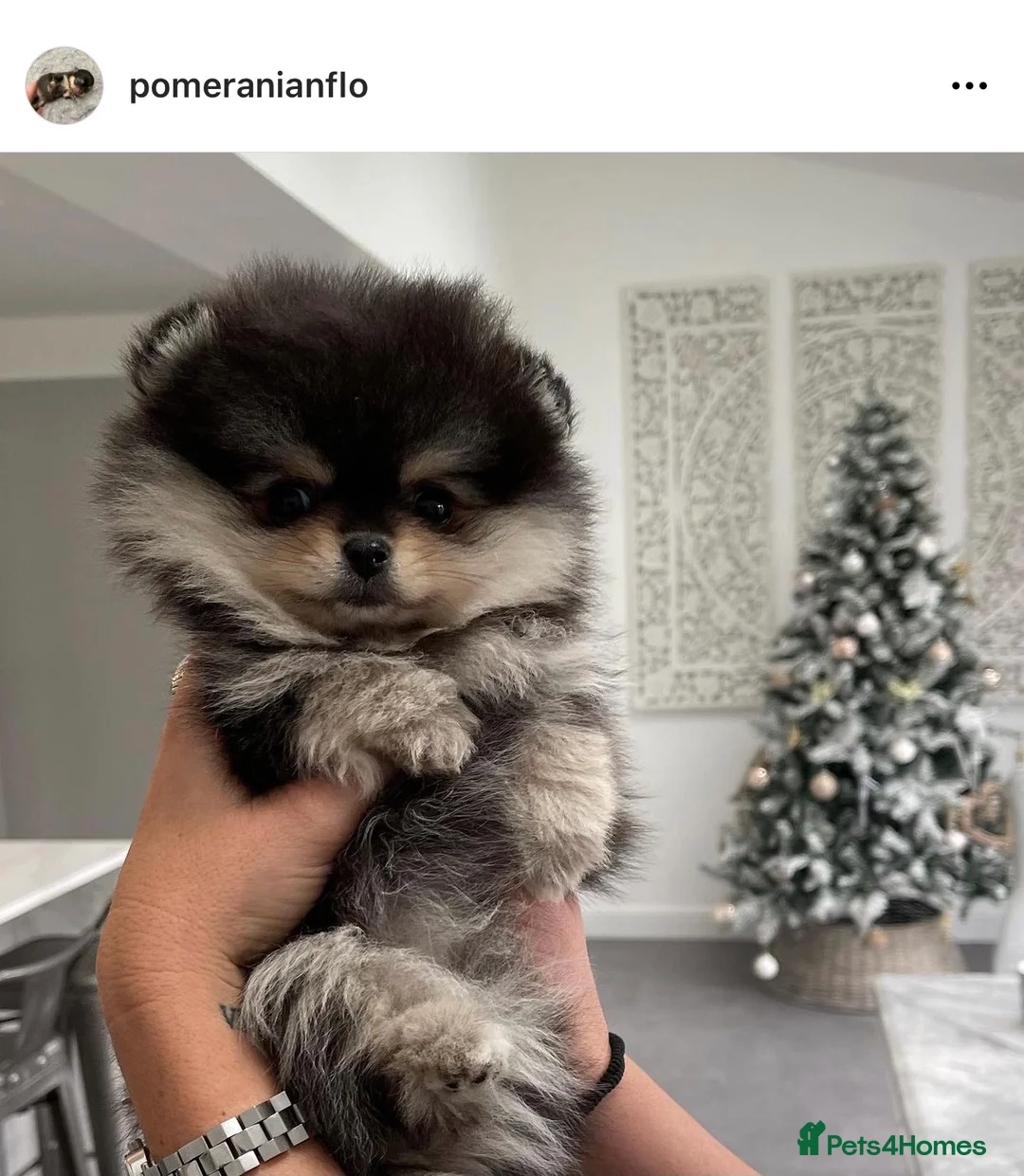 Pomeranian dogs for sale: STUNNING ADULT POM BITCH  - Advert 8