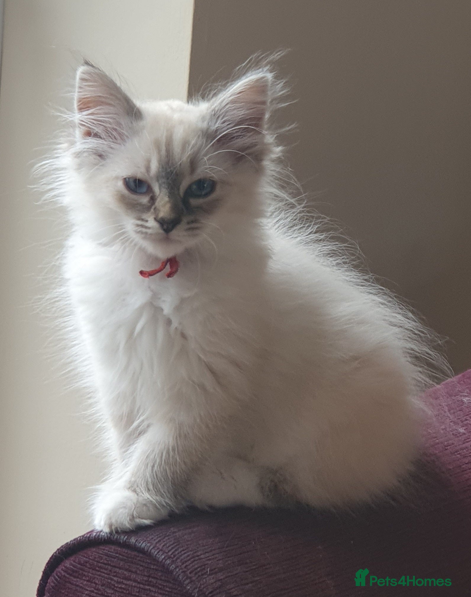 Siberian cats Soft and fluffy Siberian Neva Masquerade Kittens - Advert 2