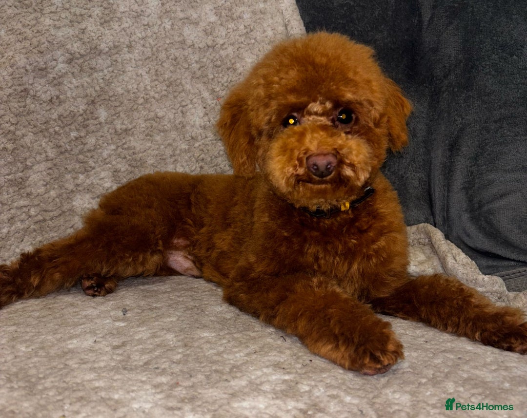 Maltipoo dogs for sale: Maltipoo puppies  - Image 3