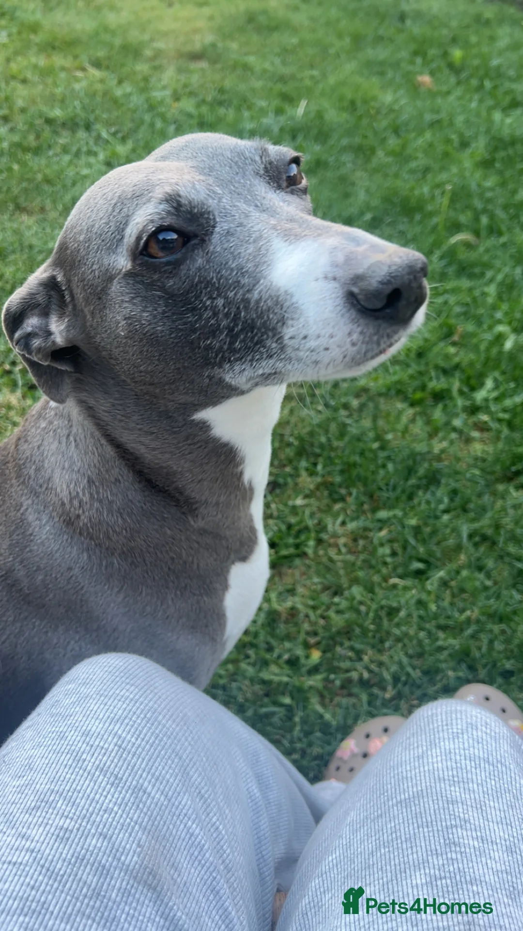 Mixed Breed dogs for sale: Vizsla X Whippet puppies - Advert 10