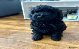 Cockapoo dogs for sale: Cockerpoo f1b - Image 7