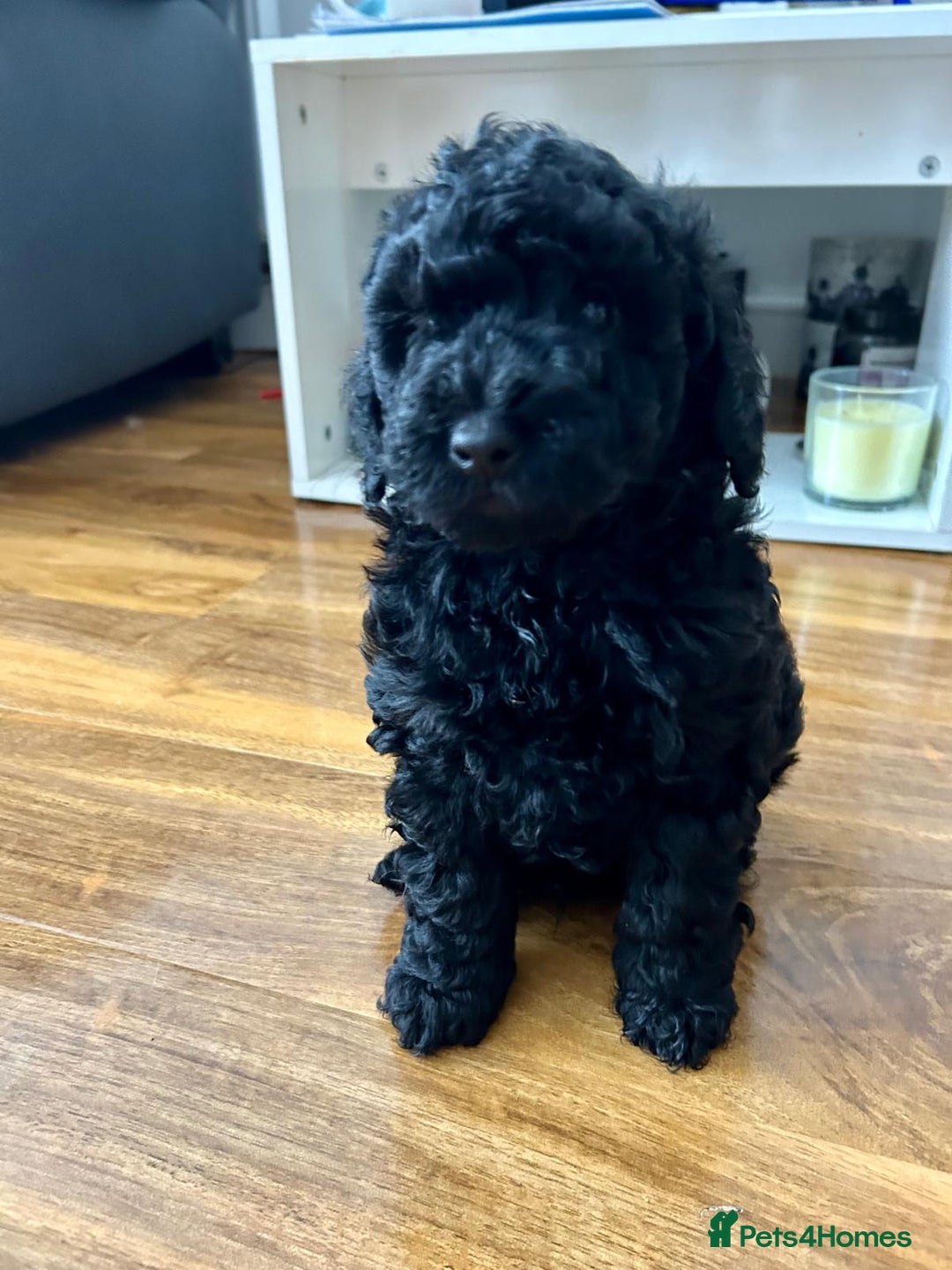 Cockapoo dogs for sale: Cockerpoo f1b - Image 7