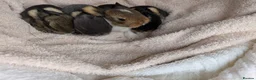 Mini Lop rabbits for sale: Beautiful Mini Lops For Sale  ˖Ი𐑼⋆ FOUR LEFT  - Advert 21