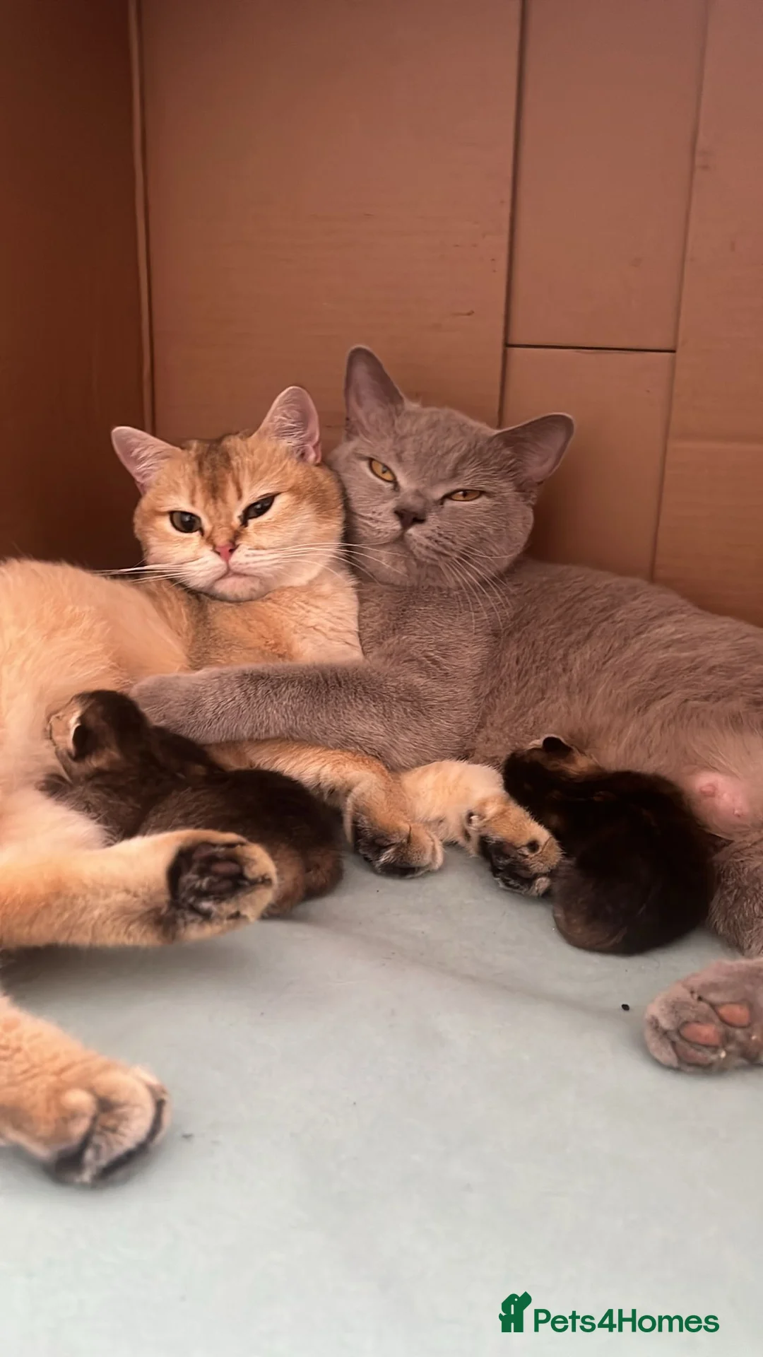 British Shorthair cats for sale: Brown/golden mixed bsh  - Advert 2