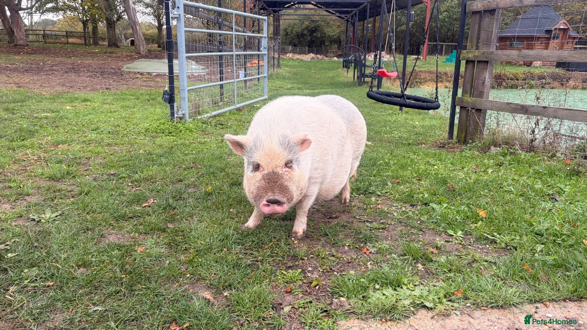 Pig livestock for sale: 2 sisters  - Advert 1