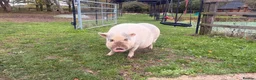 Pig livestock for sale: 2 sisters  in Colchester - Advert 1