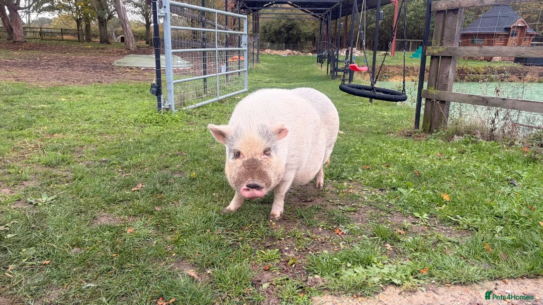 Pig livestock for sale: 2 sisters  in Colchester - Advert 1