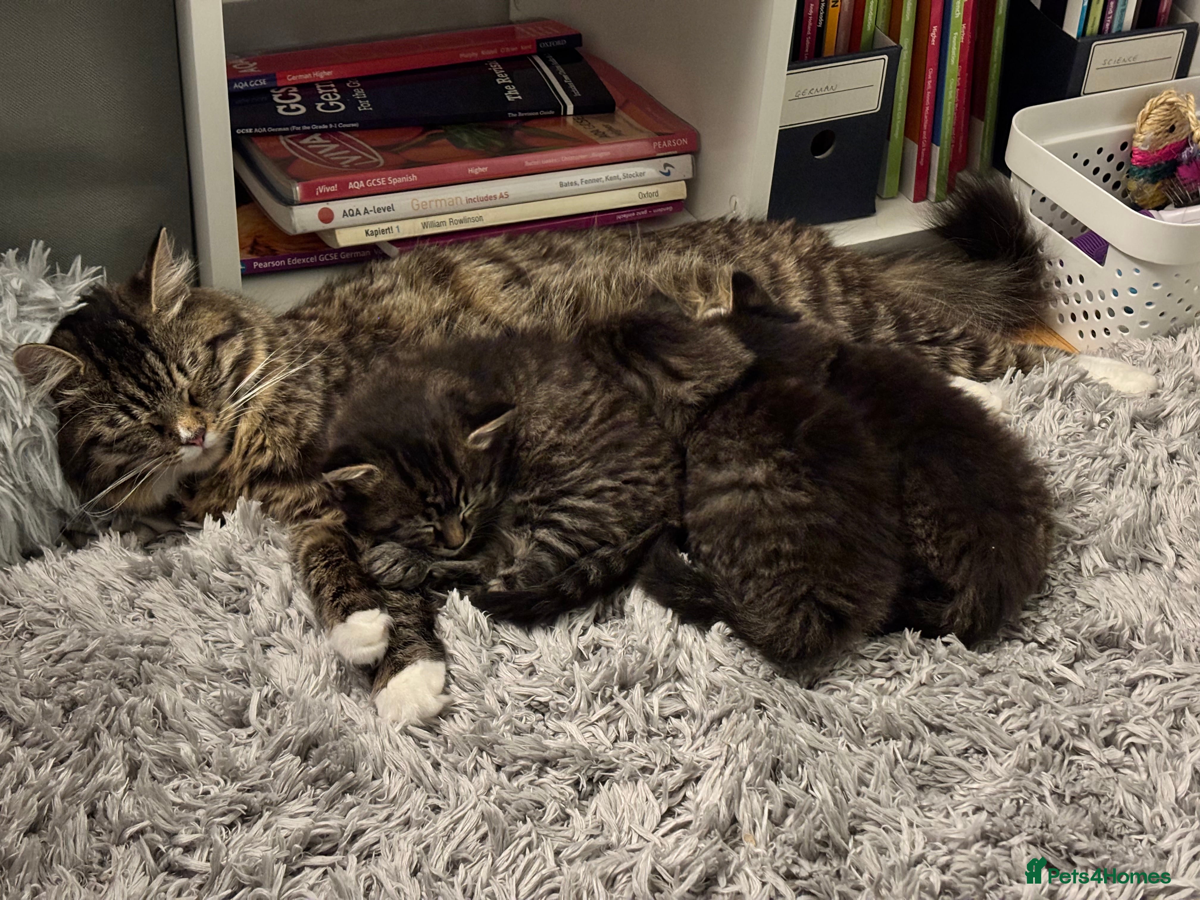 Mixed Breed cats Gorgeous ragdoll mix little boy! - Advert 3