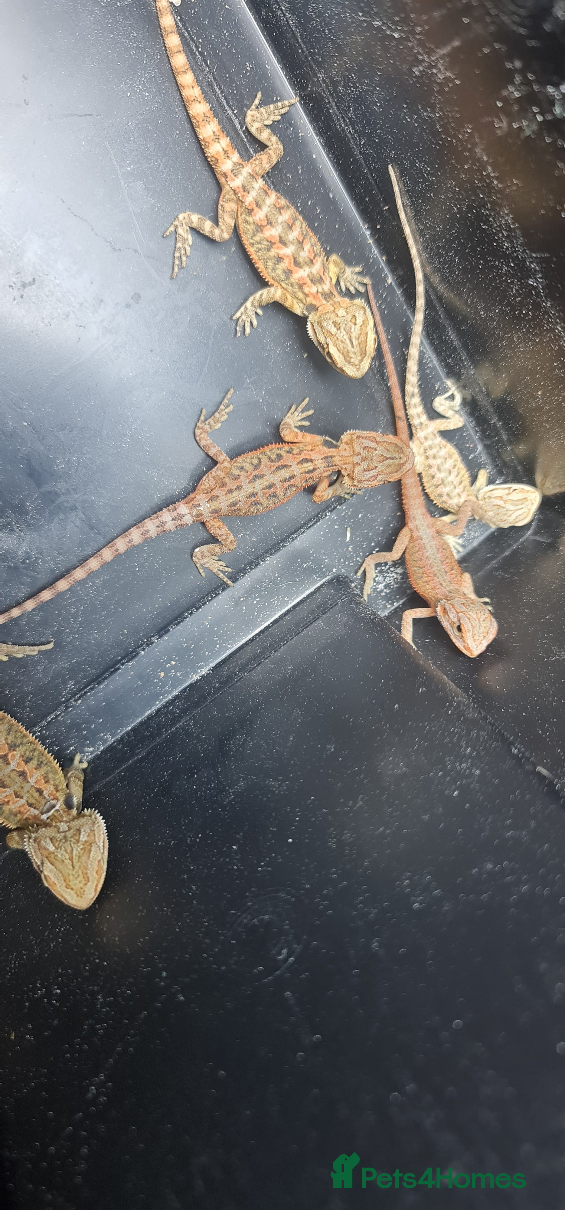 Bearded Dragon reptiles Red X sun burst babie dragons ! - Advert 2