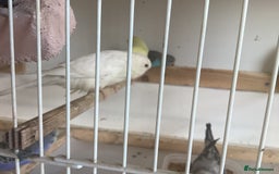 Budgerigars birds for sale: New baby budgies  - Advert 7