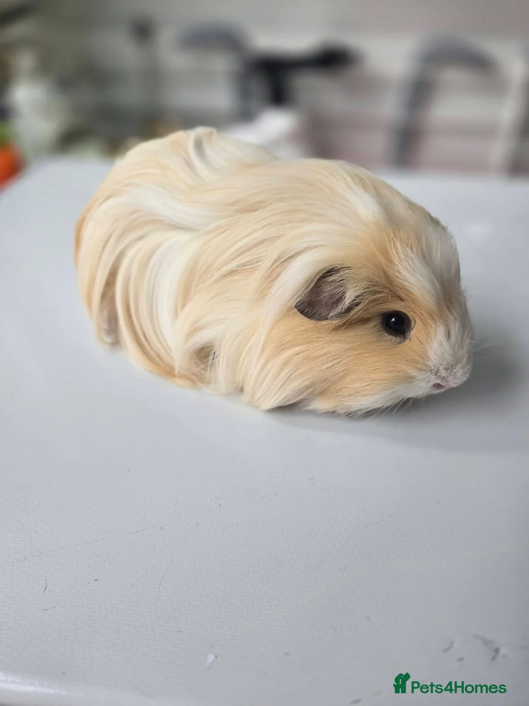 Guinea Pig rodents for sale: 2 male guinea pigs and c&c cage - Advert 2