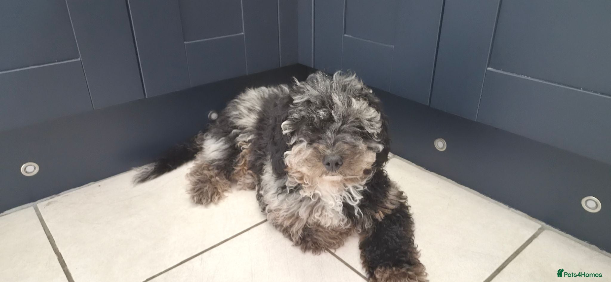 Cavapoo dogs Beautiful blue merle Cavapoo boy - Advert 1