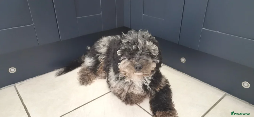 Cavapoo dogs for sale: Beautiful blue merle Cavapoo boy in Barry - Advert 1