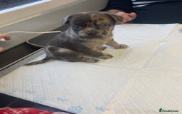 Mixed Breed dogs for sale: Draco 11 month old 3/4 Frenchie 1/4 toy poodle. - Image 20