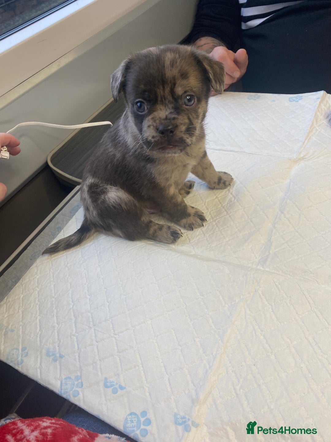 Mixed Breed dogs for sale: Draco 11 month old 3/4 Frenchie 1/4 toy poodle. - Image 20