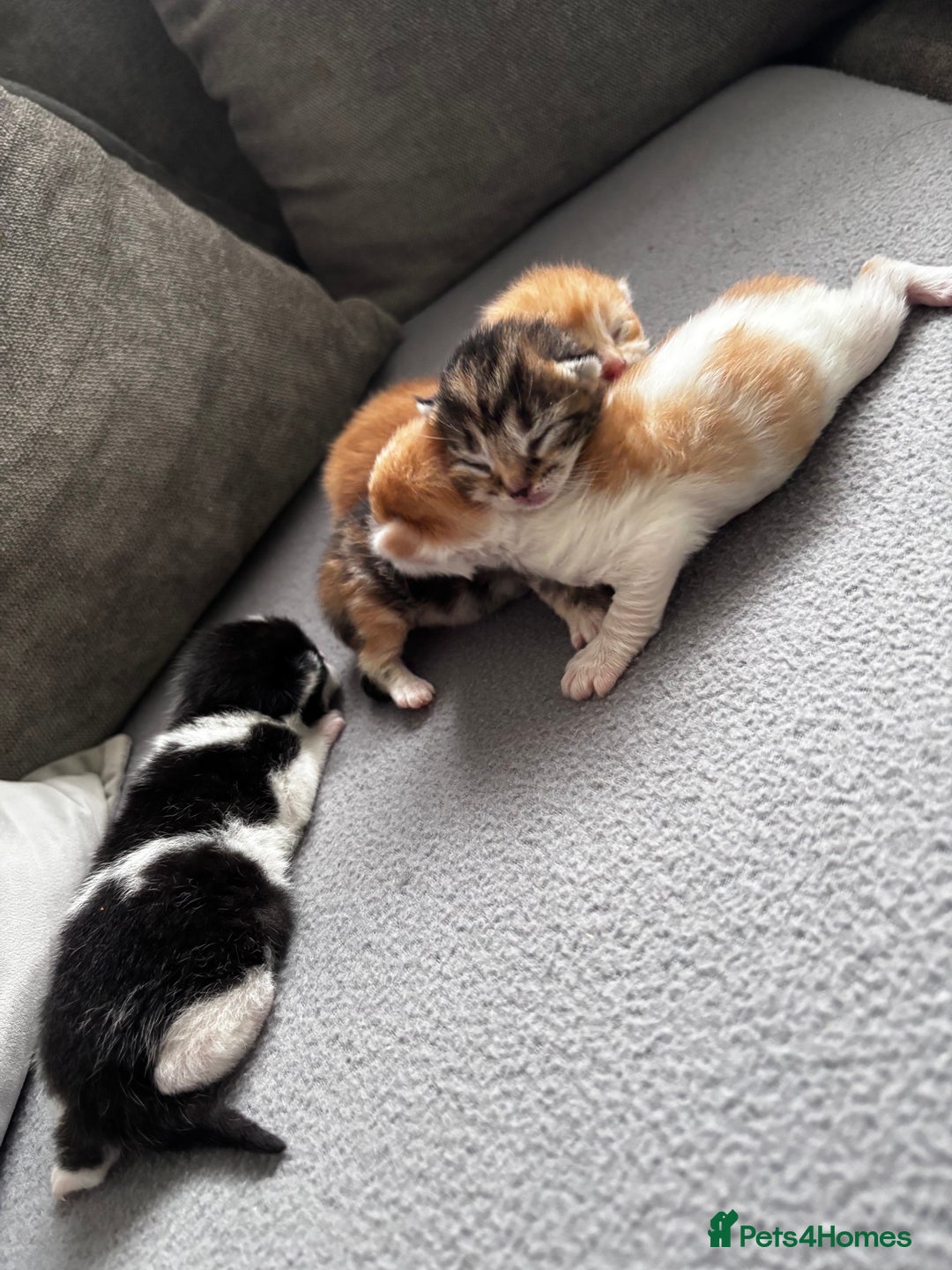 Mixed Breed cats for sale: Beautiful Kittens looking for a good 🏠  - Image 1