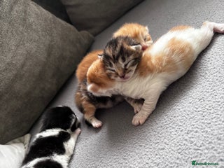 Mixed Breed cats - Advert 4