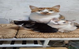 Mixed Breed cats for sale: Two kittens - Image 4