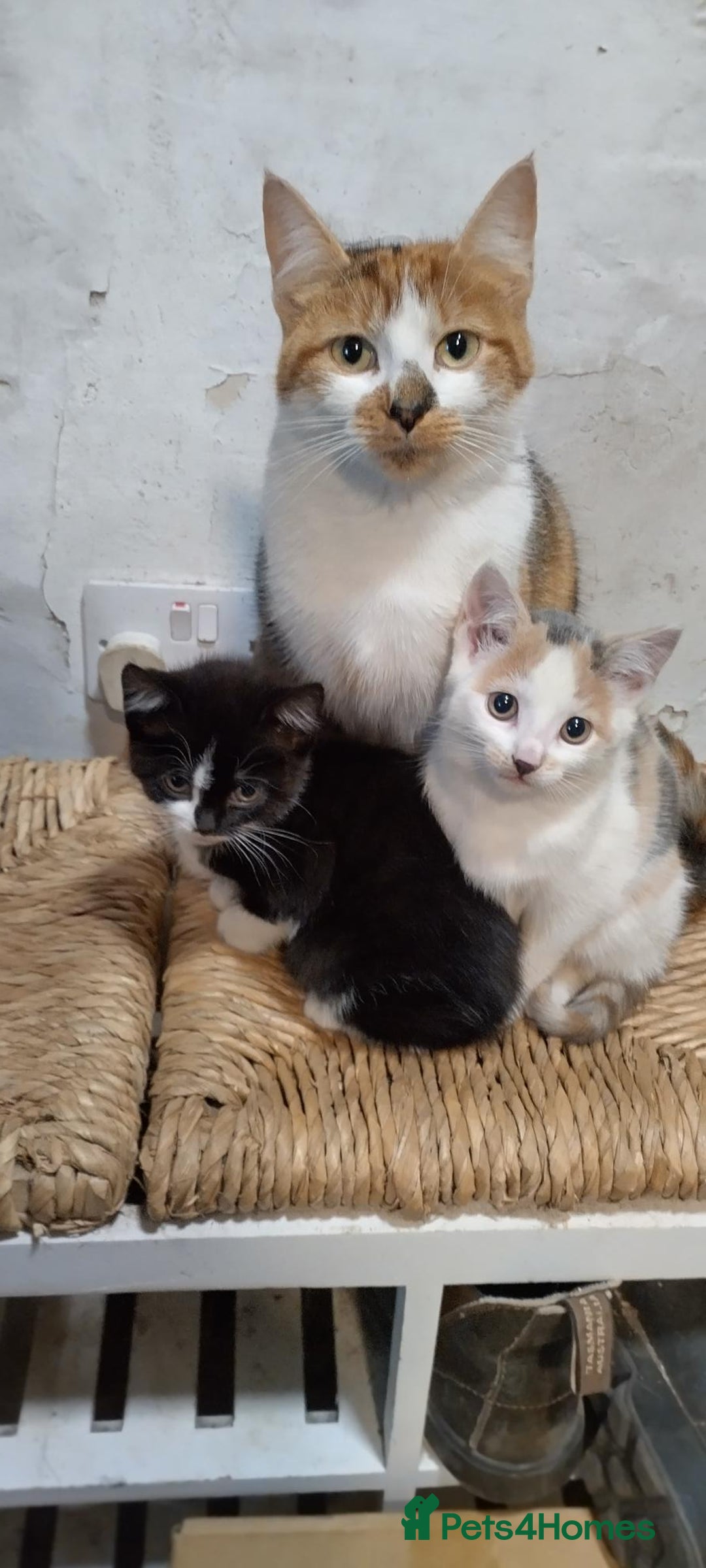 Mixed Breed cats for sale: Two kittens - Image 4