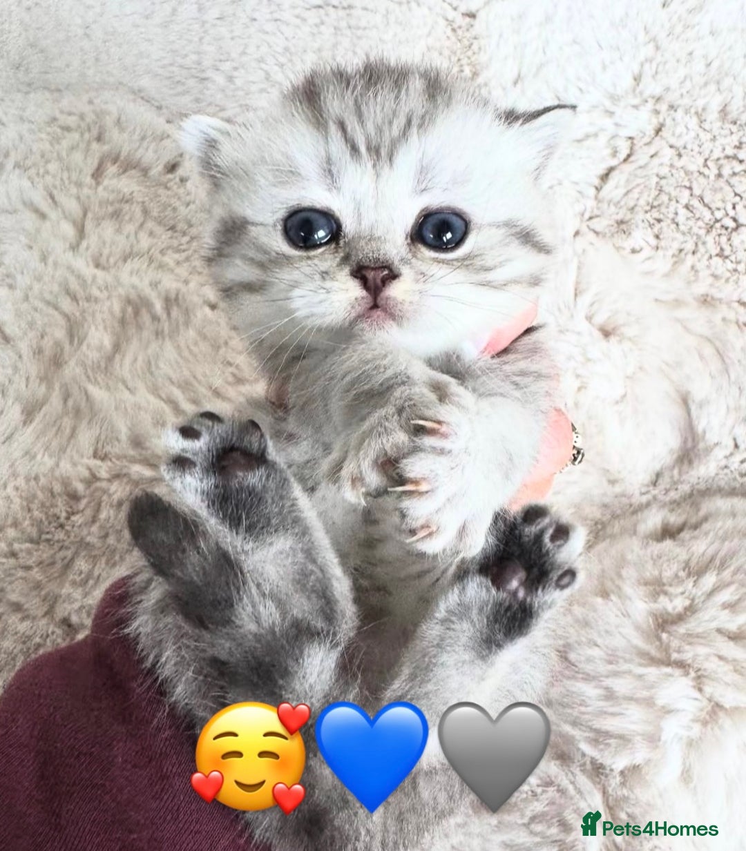 British Shorthair cats for sale: Beautiful white/silver British shorthair kittens - Advert 3