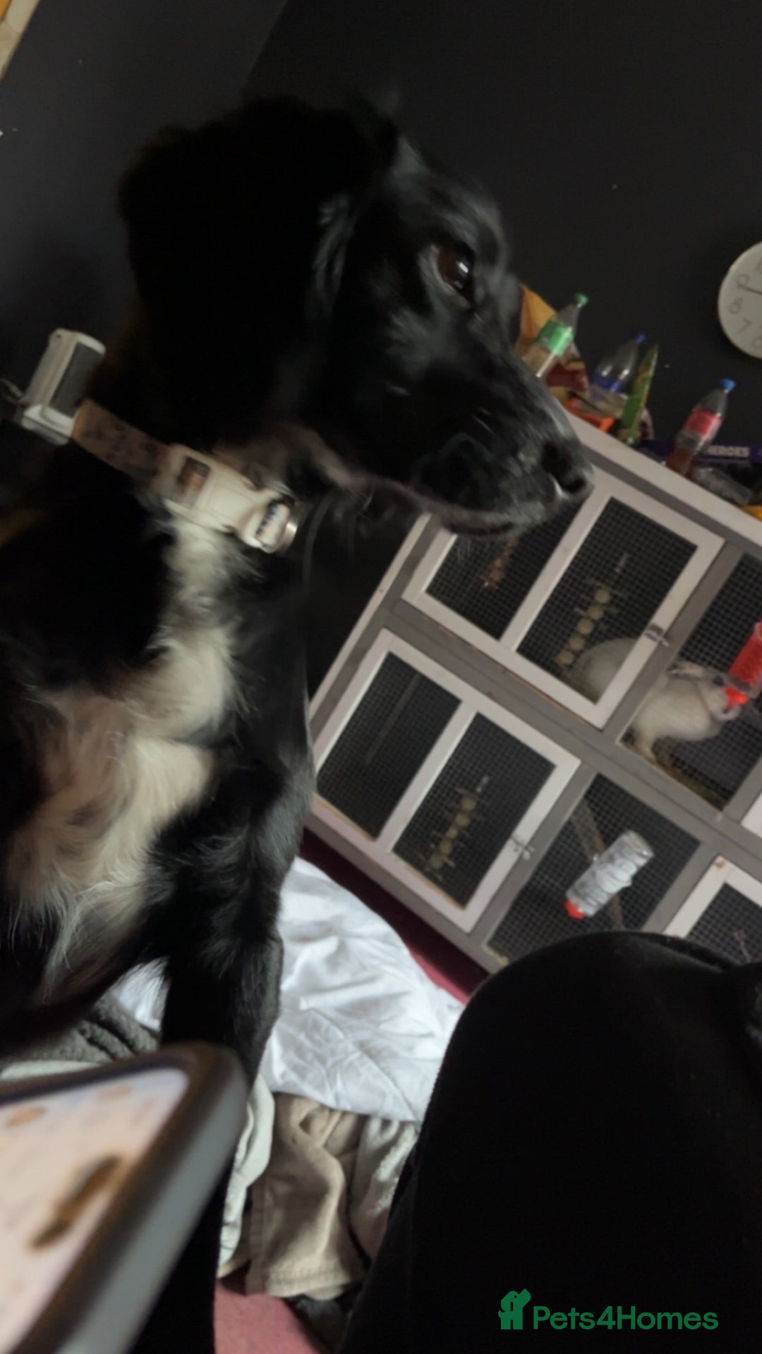 Cocker Spaniel dogs for sale: Bailey cocker spaniel  - Advert 2