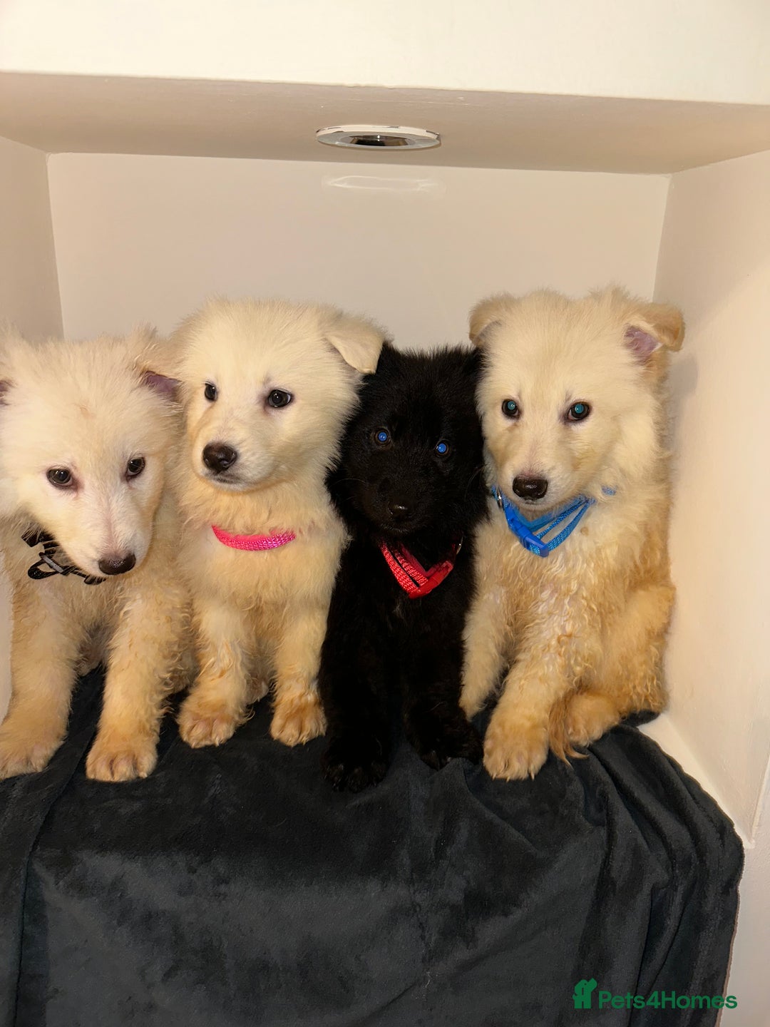 German Shepherd dogs for sale: Stunning white and black long coat German Shepards - Advert 1