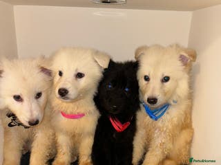 German Shepherd dogs Stunning white and black long coat German Shepards - Advert 11