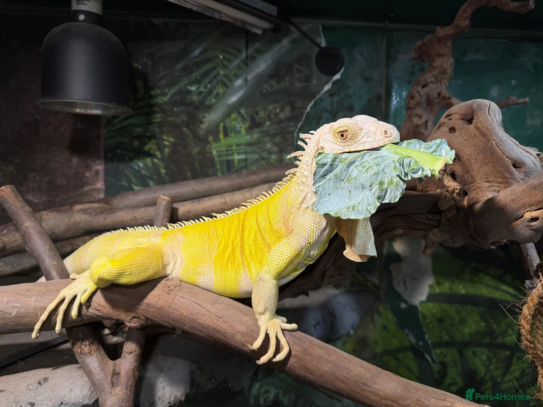 Iguana reptiles for sale: Albino Female Iguana – 5 Years Old & Friendly - Advert 6