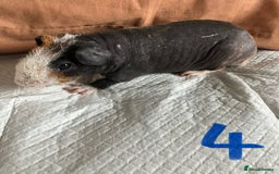 Guinea Pig rodents for sale: Well handled skinny pigs.  - Image 9