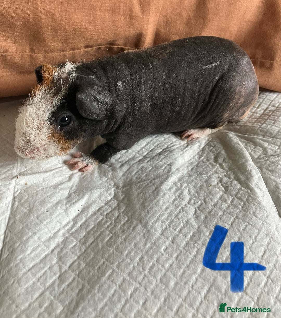 Guinea Pig rodents for sale: Well handled skinny pigs.  - Image 9
