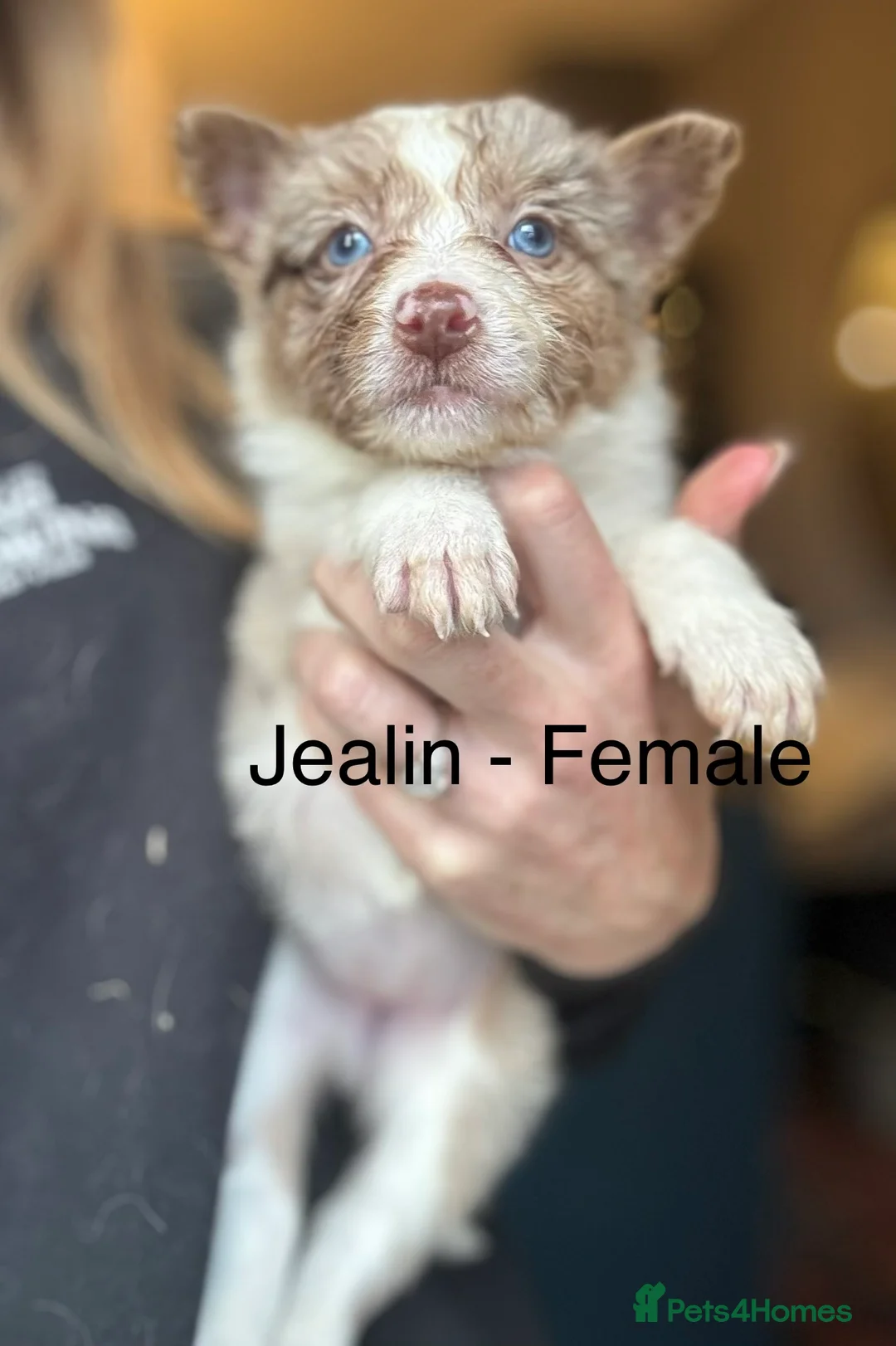 Border Collie dogs for sale: Pure Bred Border Collie Puppies For Sale - Advert 8