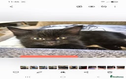 Domestic Shorthair cats for sale: 3 Black Kittens for sale (boy sold) - Image 9