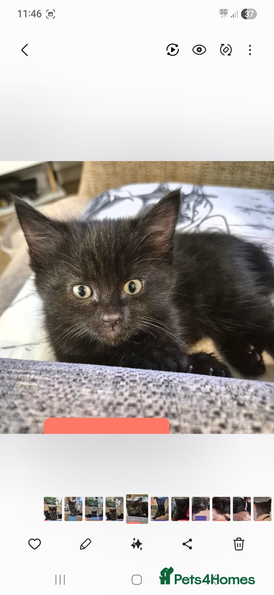 Domestic Shorthair cats for sale: 3 Black Kittens for sale (boy sold) - Image 9