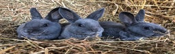 Rex rabbits for sale: Beautiful Pure Breed Velvet Mini Rex babies 🐰  - Advert 2