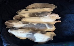 French Bulldog dogs for sale: Beautiful KC Reg French Bulldog Pups - Image 9