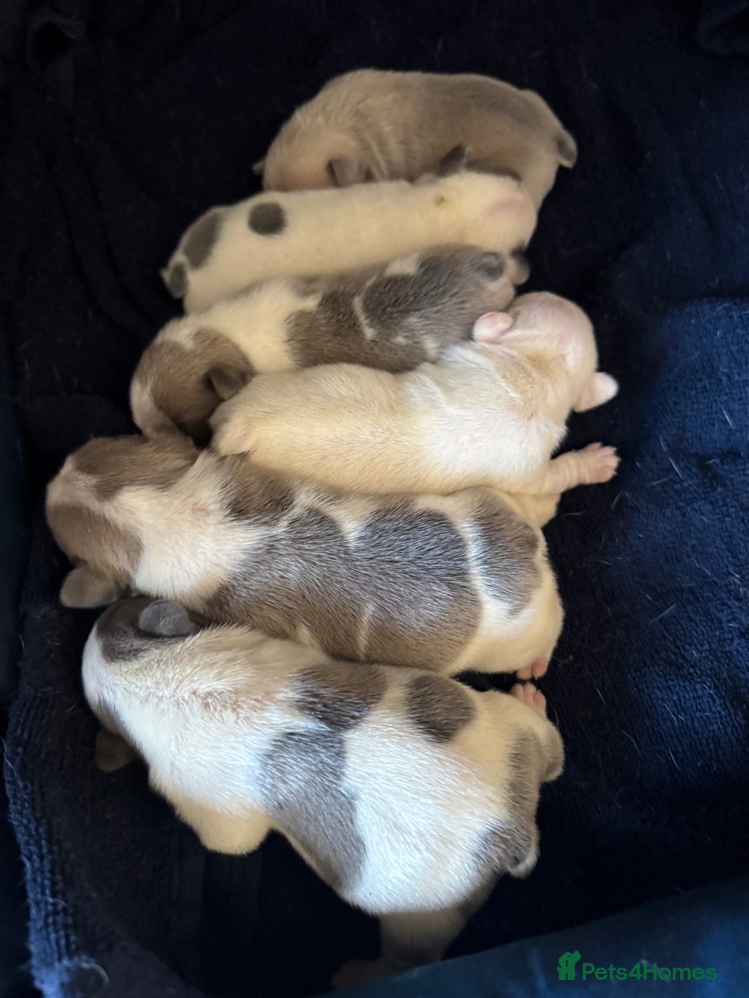 French Bulldog dogs for sale: Beautiful KC Reg French Bulldog Pups - Image 9