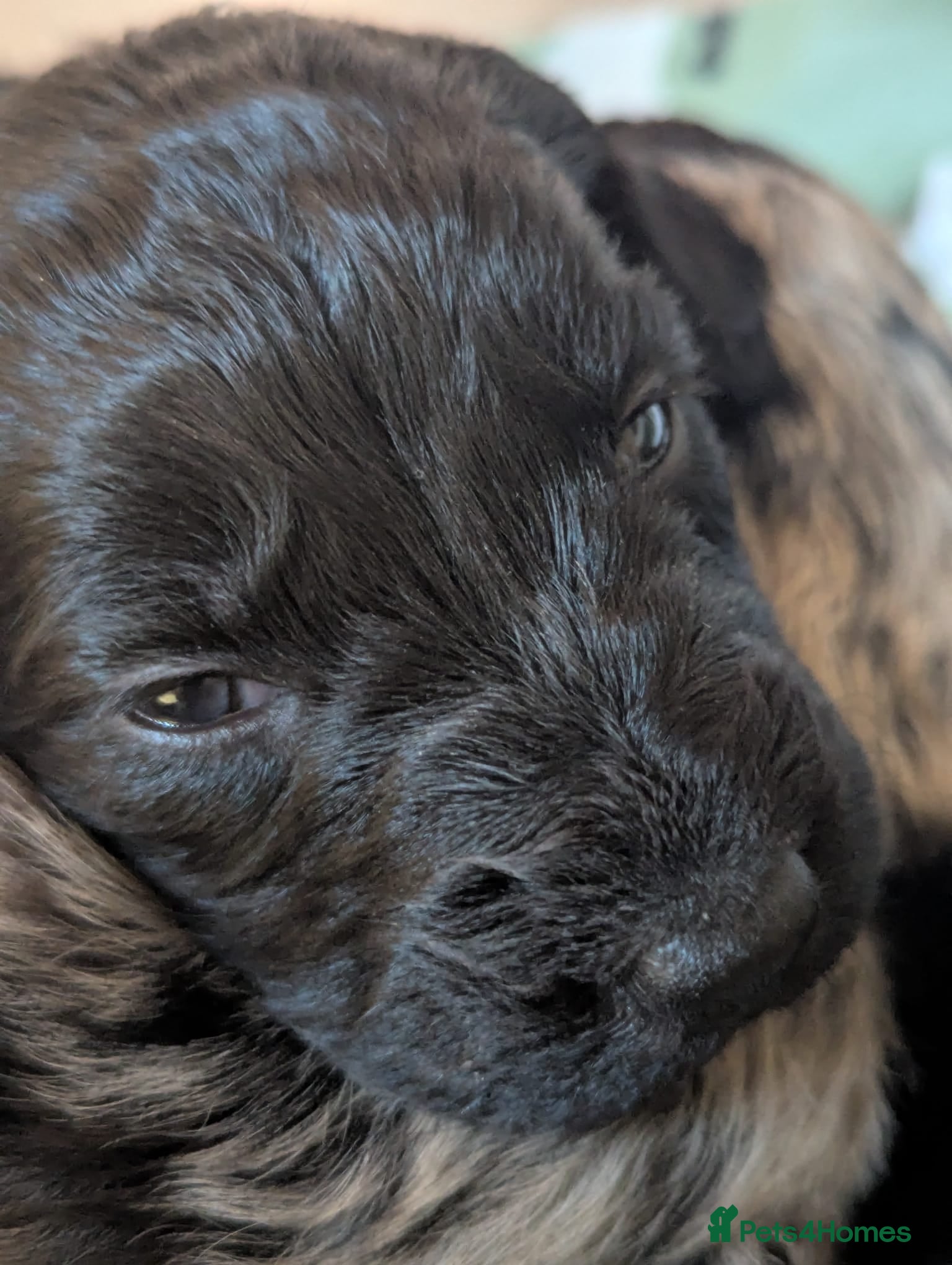 Mixed Breed dogs Beautiful Huntadoodles - Advert 1