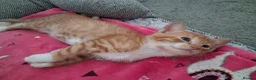 Mixed Breed cats for adoption: Blaze for adoption - Advert 3