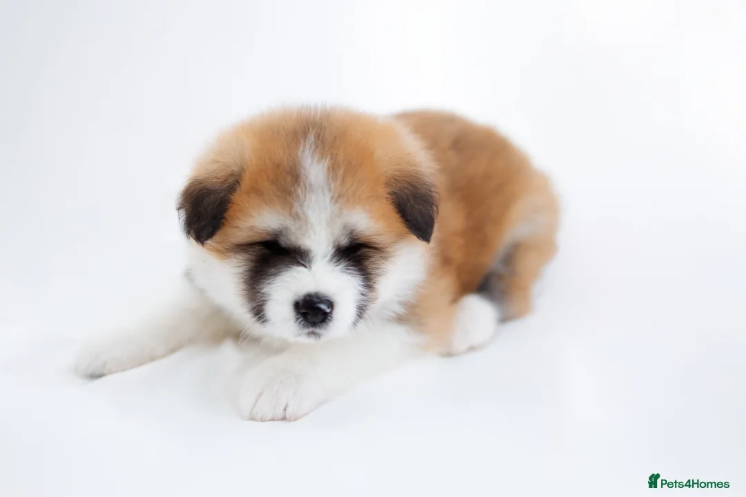 Japanese Akita Inu dogs for sale:  Japanese Akita Inu Puppies – Red Fawn - Advert 15