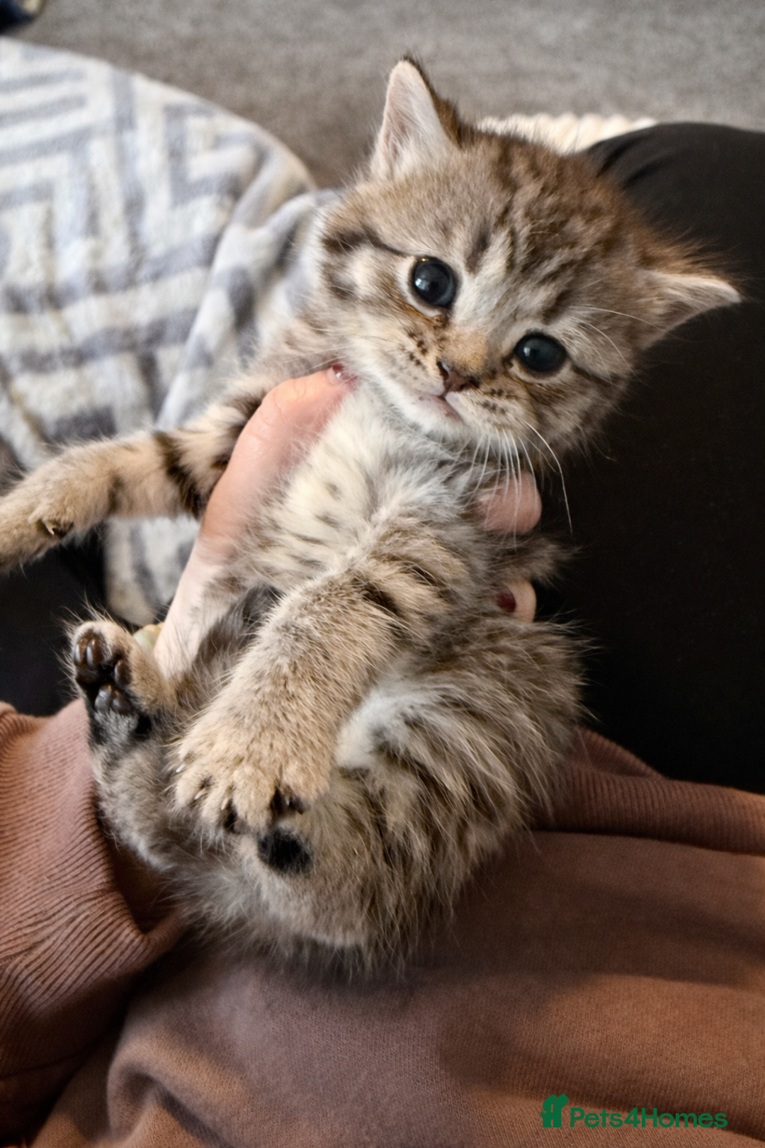 Mixed Breed cats for sale: Beautiful British shorthair cross kittens - Advert 4