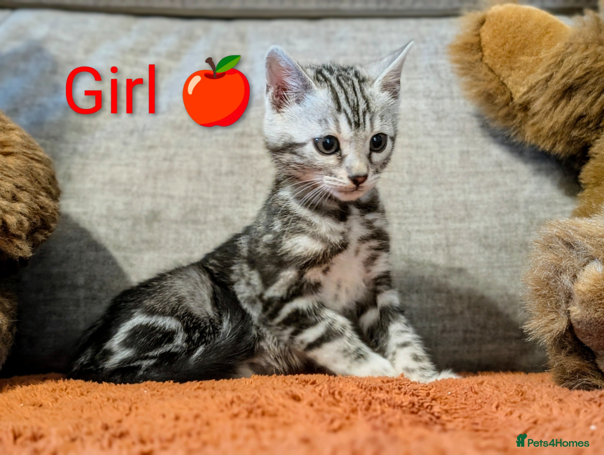 Bengal cats Glitter Bengal |TICA| Silver |Health Tested| - Advert 8