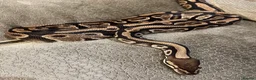 Python Snake reptiles for sale: Alora - dazzling, huge and very tame - Advert 1
