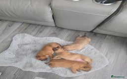 Dogue De Bordeaux dogs for sale: Dogue de bordeaux - Advert 10