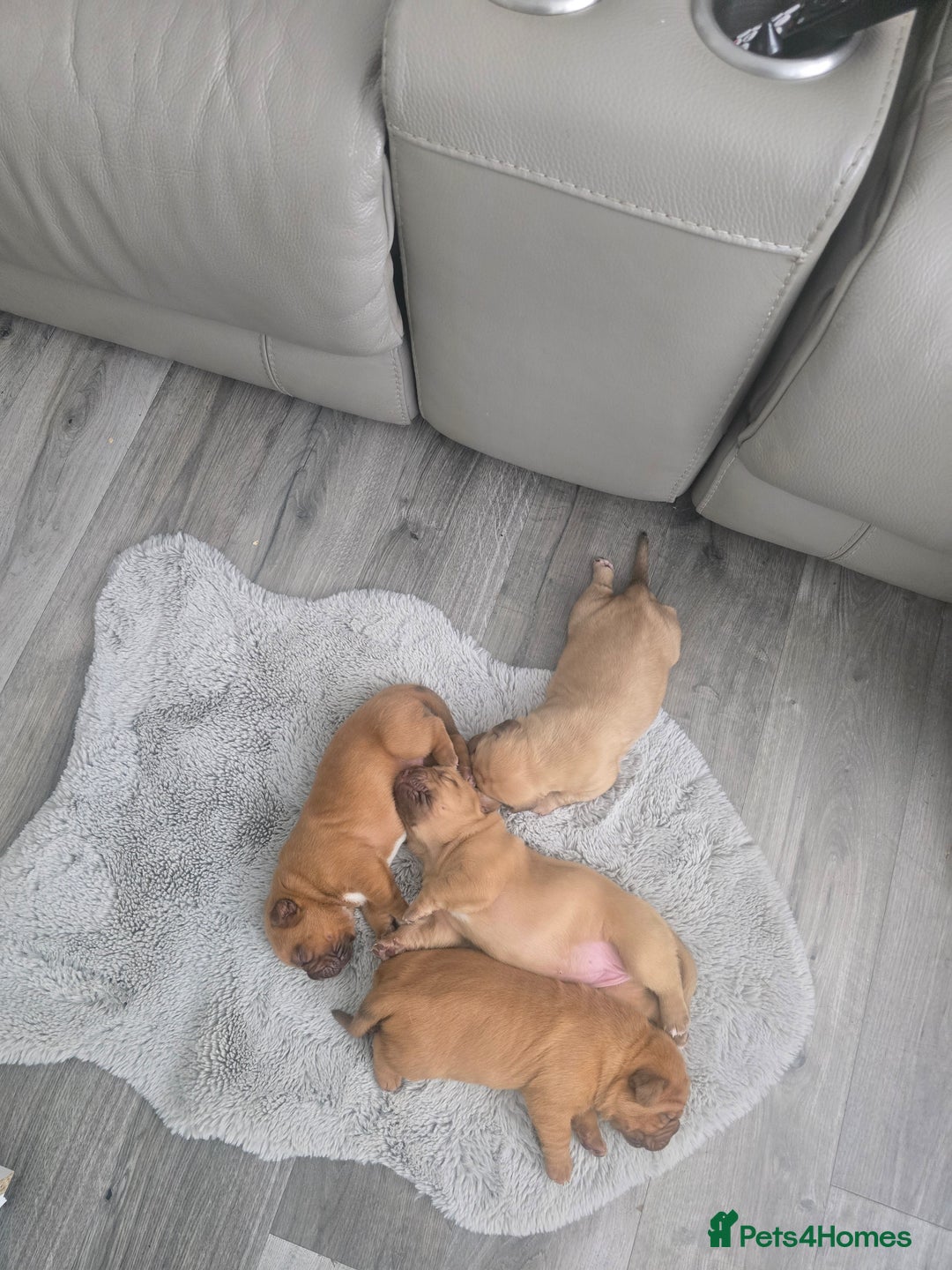 Dogue De Bordeaux dogs for sale: Dogue de bordeaux - Advert 10