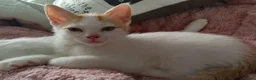 Mixed Breed cats for sale: Two Mix Breed Kittens  - Advert 4